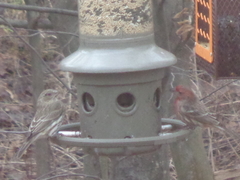 Haemorhous mexicanus