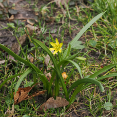 Gagea lutea