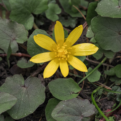 Ficaria verna
