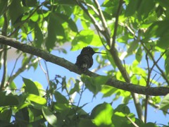 Eugenes fulgens