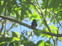 Eugenes fulgens