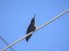 Eugenes fulgens