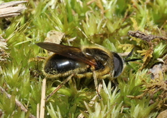 Callicera erratica