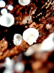 Acaridae