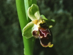 Ophrys scolopax conradiae