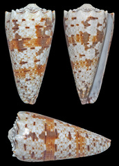 Conus imperialis