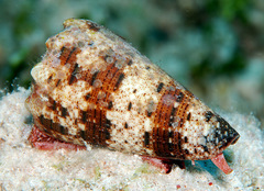 Conus imperialis