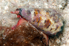 Conus imperialis
