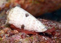 Conus imperialis