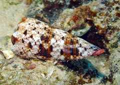 Conus imperialis