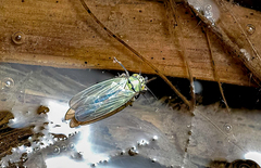 Macrosteles quadrilineatus