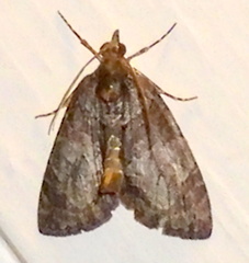 Hammaptera parinotata
