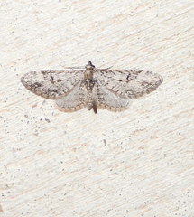 Eupithecia bolterii