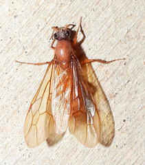 Labidus