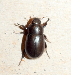 Dyscinetus morator