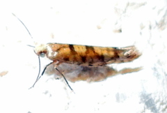 Argyresthia alternatella