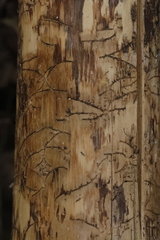 Pityogenes chalcographus