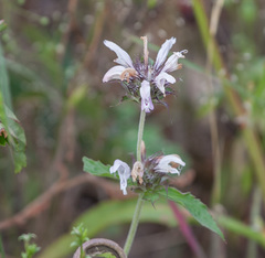 Monarda clinopodioides