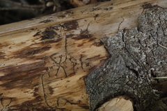 Pityogenes chalcographus