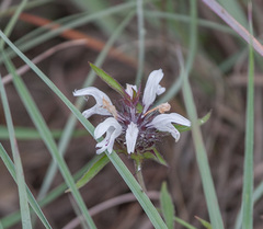 Monarda clinopodioides