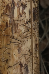 Pityogenes chalcographus