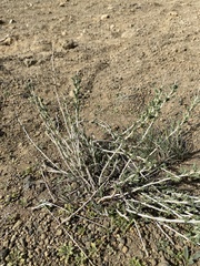 Tetradymia canescens