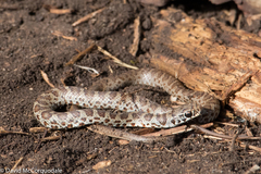 Coluber constrictor foxii