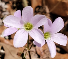 Oxalis triangularis