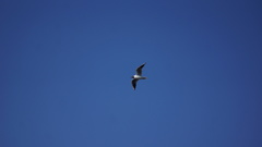 Chroicocephalus ridibundus