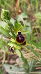 Ophrys sphegodes
