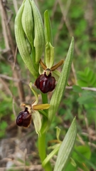 Ophrys sphegodes