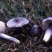 Bloxam's Entoloma - Photo (c) piero, some rights reserved (CC BY-NC), uploaded by piero