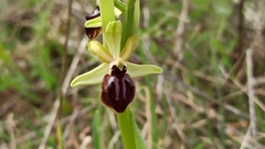 Ophrys sphegodes