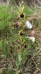 Ophrys sphegodes