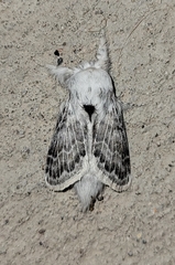 Apotolype brevicrista
