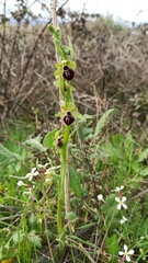 Ophrys sphegodes
