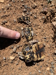 Psammobates tentorius verroxii