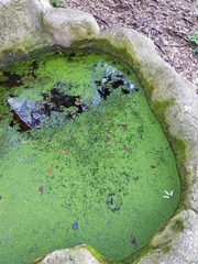 Lemna minor