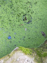 Lemna minor