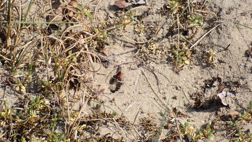 White-lipped Blood Bee, Amsterdamse Waterleidingduinen, photo 10 of 10