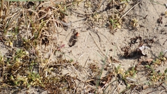 Sphecodes albilabris