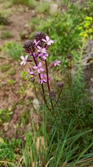 Erysimum linifolium