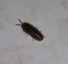 Armadillidium assimile