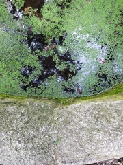 Lemna minor