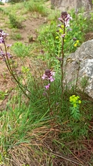 Erysimum linifolium