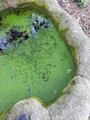 Lemna minor