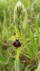 Ophrys sphegodes