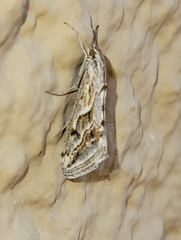 Evergestis vinctalis