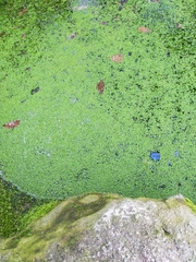 Lemna minor