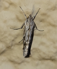 Evergestis vinctalis
